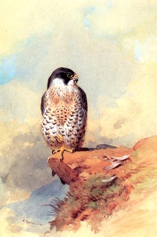 A Peregrine Falcon