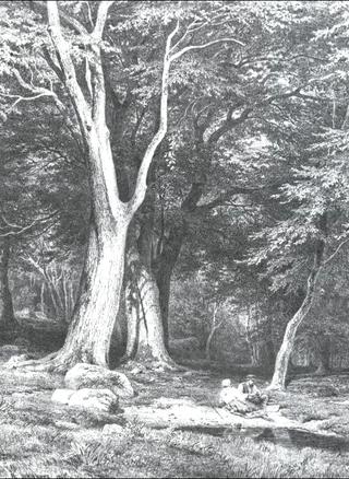 Rest in a Forest