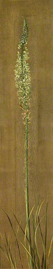 A Species of Ornithogalum