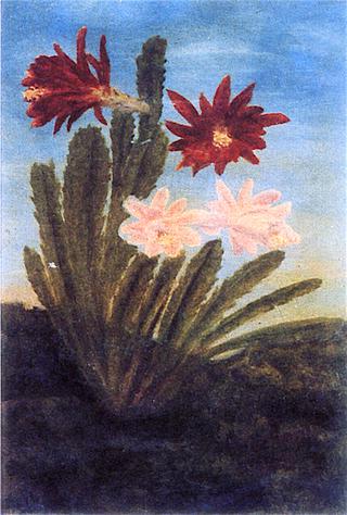 Cacti