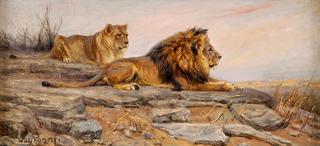 Lions