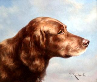 Irish Setter