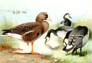A White-Fronted Goose and Barnacle Geese