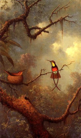 Crimson Topaz Hummingbirds Nesting in a Tropical Forest
