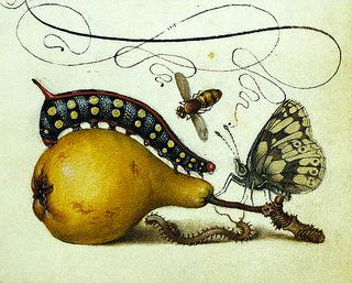 Mira calligraphiae,