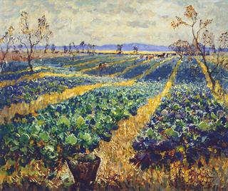 Cabbage Field