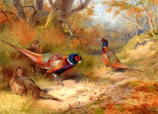 Ring Neck Pheasants