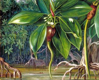 A Mangrove Swamp in Sarawak, Borneo