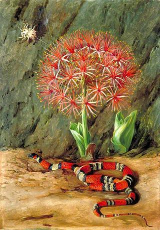 Flor Imperiale, Coral Snake and Spider, Brazil