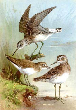 Sandpipers