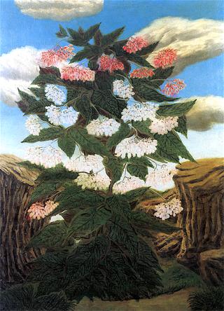 Pink Begonias