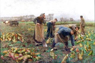 Beetroot Harvest