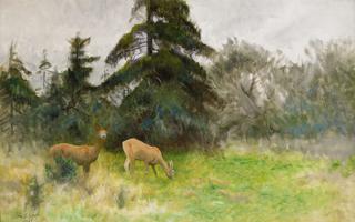 Deer in the summer woods