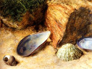 Still Life With Sea Shells On A Mossy Bank