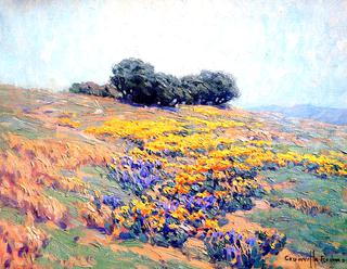 California Poppies