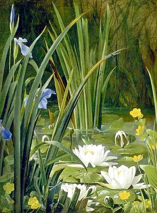 Waterlilies