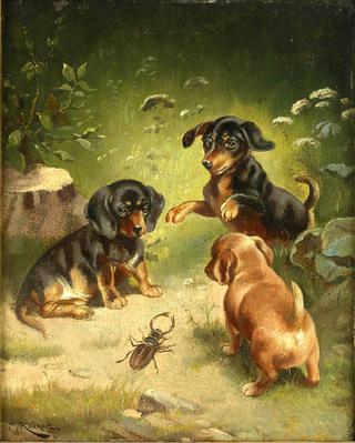 Dachshund puppies at play