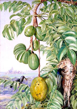 Fruit de Cythere and Sugar Birds and Nest, Seychelles