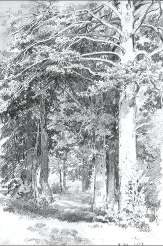 Pine Forest