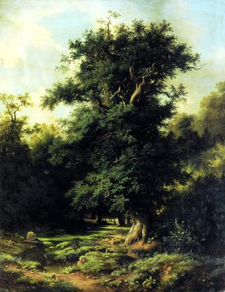 Oak Tree