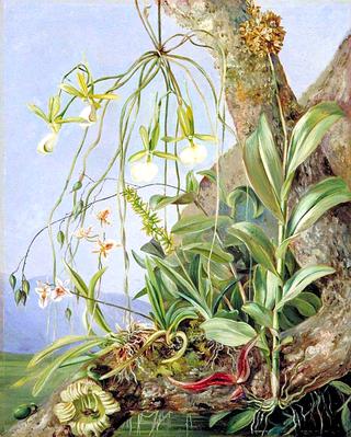 Jamaican Orchids Growing on a Branch of the Calabash Tree
