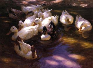 Eleven Ducks in the Morning Sun