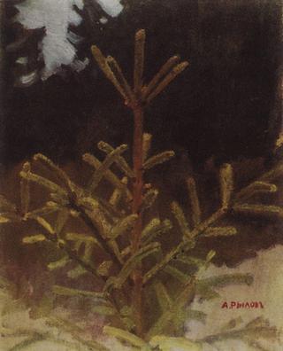 A Fir Tree