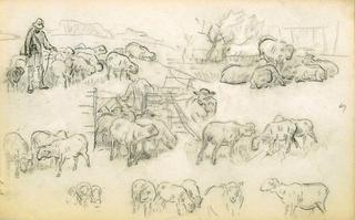 Study of sheeps and shepherds