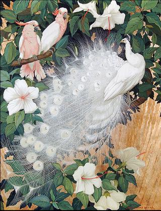 Cockatoos and White Peacock.