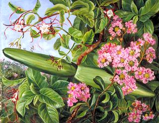 Two Flowering Shrubs of Java