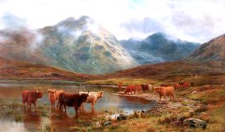 Scotch Cattle and Mist