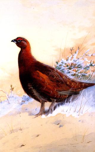 A Red Grouse in the Snow