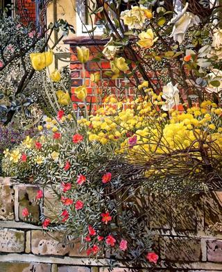 Rock Roses. Old Lodge. Taplow
