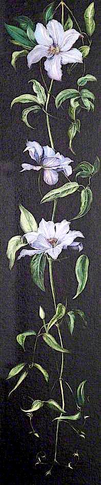 Plant with Pale Purple Flowers on a Black Background