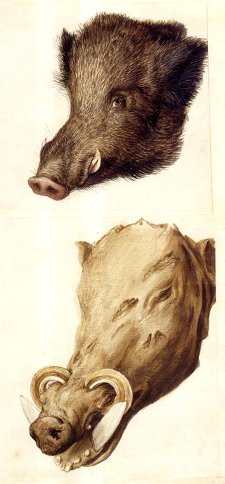 Nature Studies - Boar