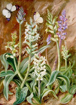 Lachenalias and Butterflies, South Africa