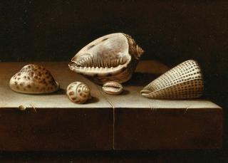 Still Life with Shells