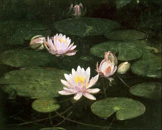 Waterlilies