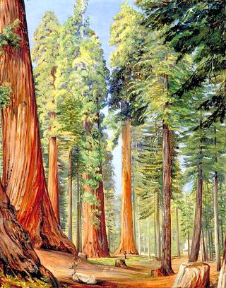 The Calaveras Grove of the Big Tree or Wellingtonia, in the Evening
