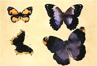 Butterflies