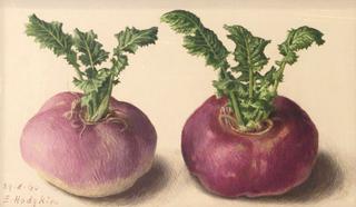 Two Pink Turnips