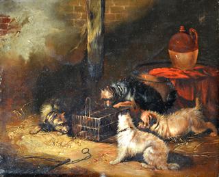 Terriers Ratting