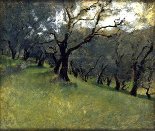 Olive Trees