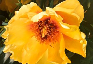 Peony