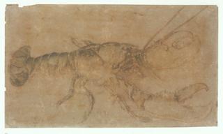 Lobster
