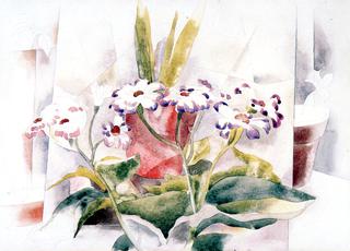 瓜叶菊