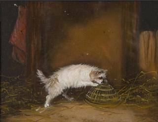 Terrier Ratting in a Barn