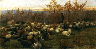 A Flock of Goats