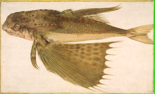 Flying Gurnard