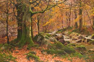 Forest in Autumn